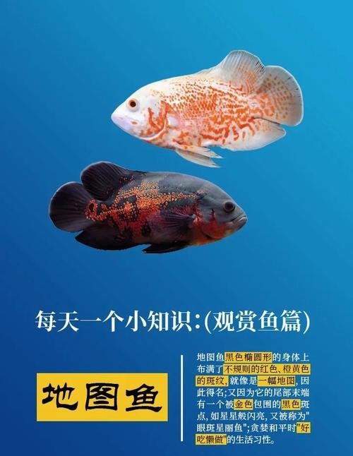 如何選擇與龍魚兼容的配魚？