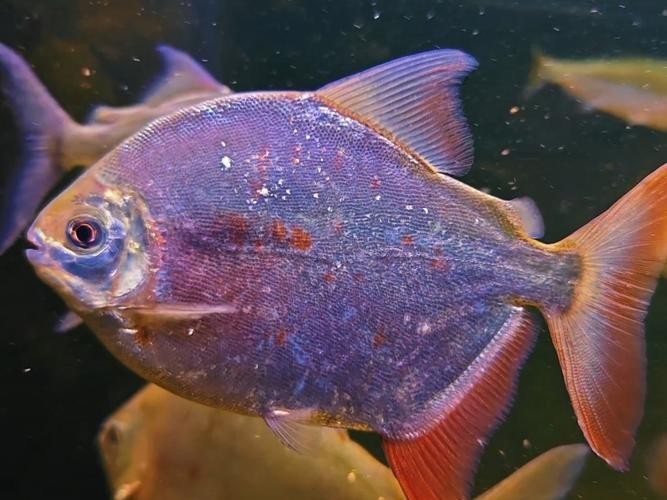 如何選擇與龍魚兼容的配魚？