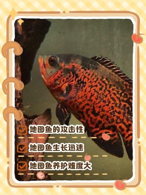 如何選擇與龍魚兼容的配魚？