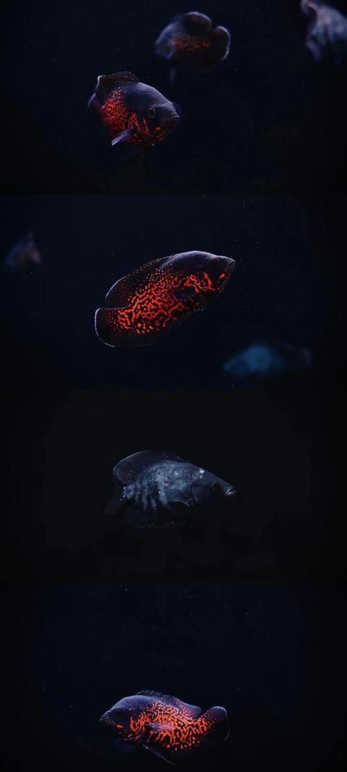 如何選擇與龍魚兼容的配魚？
