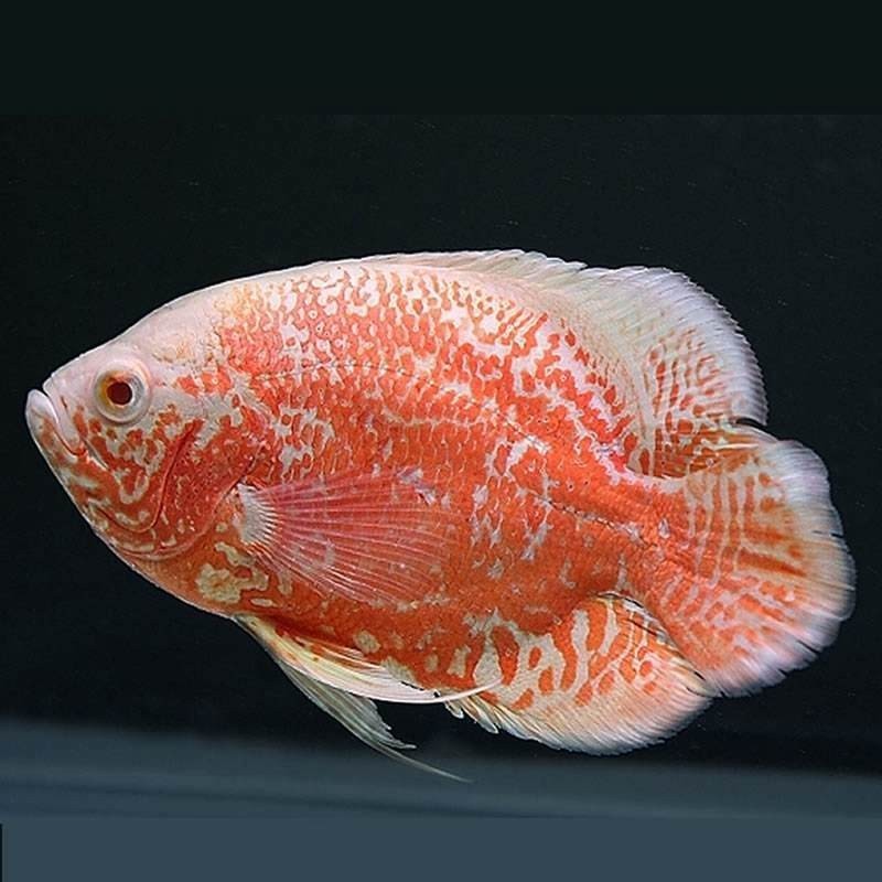 如何選擇與龍魚兼容的配魚？