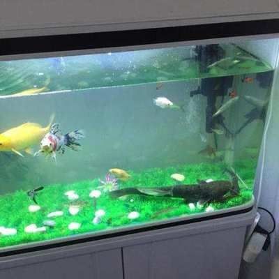底濾魚(yú)缸的作用和技巧：底濾魚(yú)缸養(yǎng)小魚(yú)的技巧