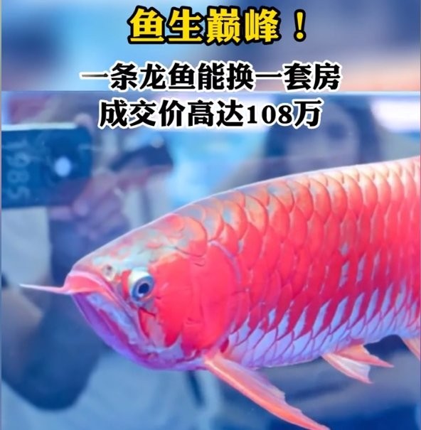 長(zhǎng)城龍魚賽有哪些歷史記錄