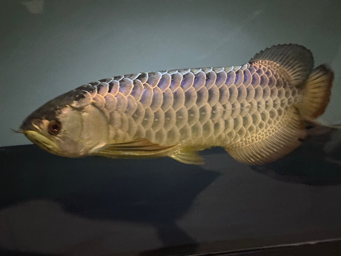 賽級炮彈頭