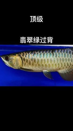 哪里可以找到過背金龍珠鱗的圖片？