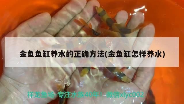 銀龍魚用什么顏色的線（銀龍魚用什么顏色的線好看）