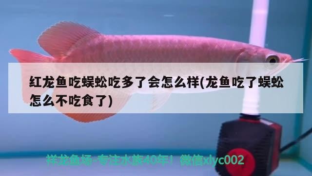 銀龍魚用什么顏色的線（銀龍魚用什么顏色的線好看）