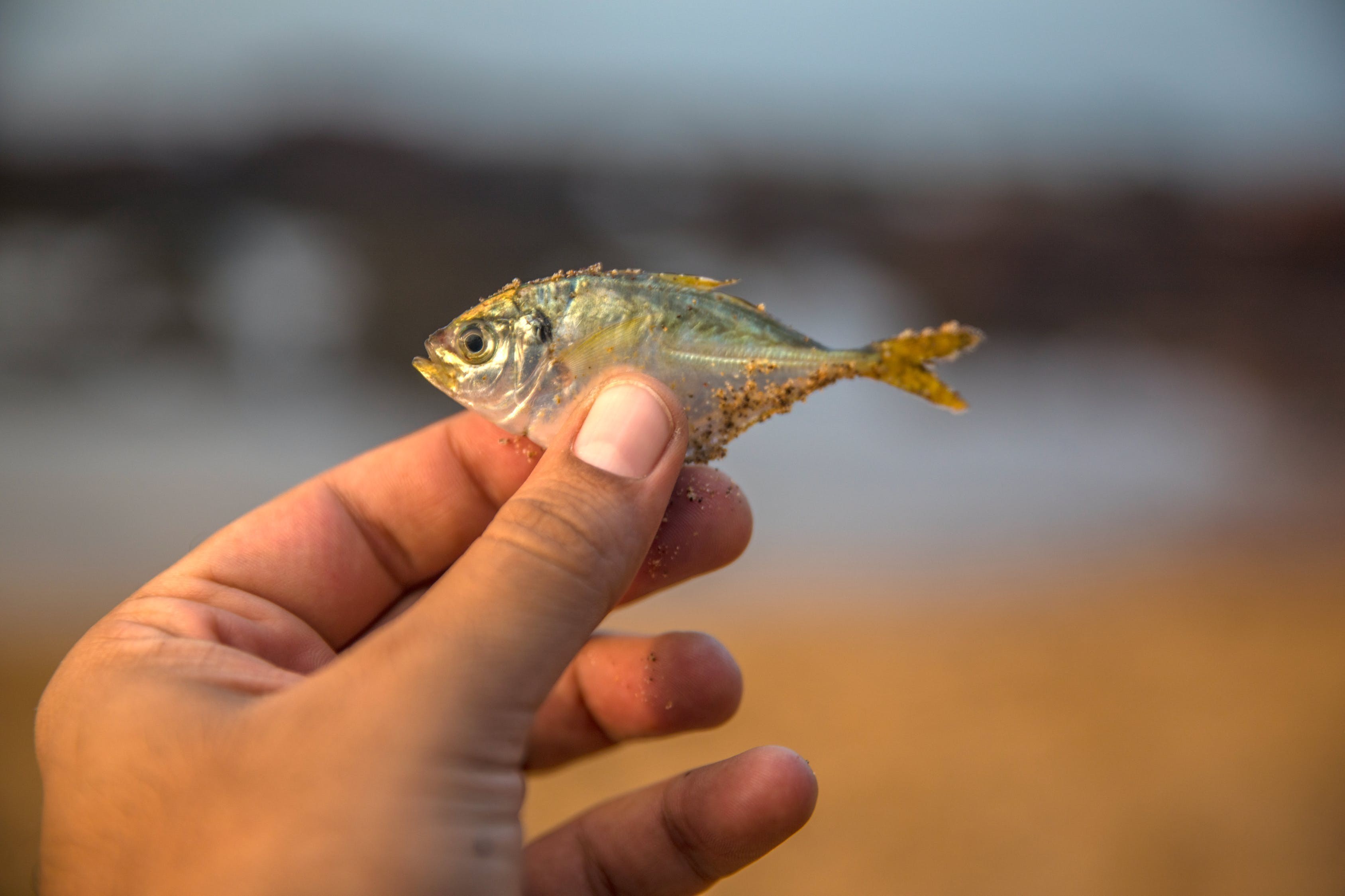 新豐魚(yú)一刀生物科技有限公司（新豐和秋刀斬魚(yú)怎么了）