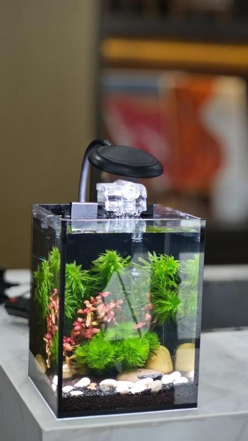 2025年長城杯水族展有哪些創新產品