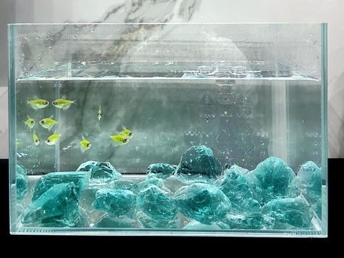 2025年長城杯水族展有哪些創新產品