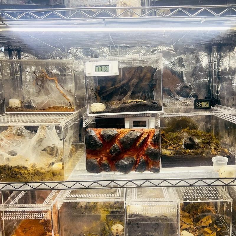 2025年長城杯水族展有哪些創新產品