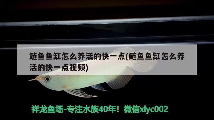 羅莊區(qū)鯨舞門生態(tài)水族店