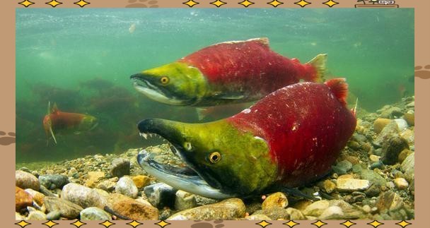 大紅魚視頻欣賞