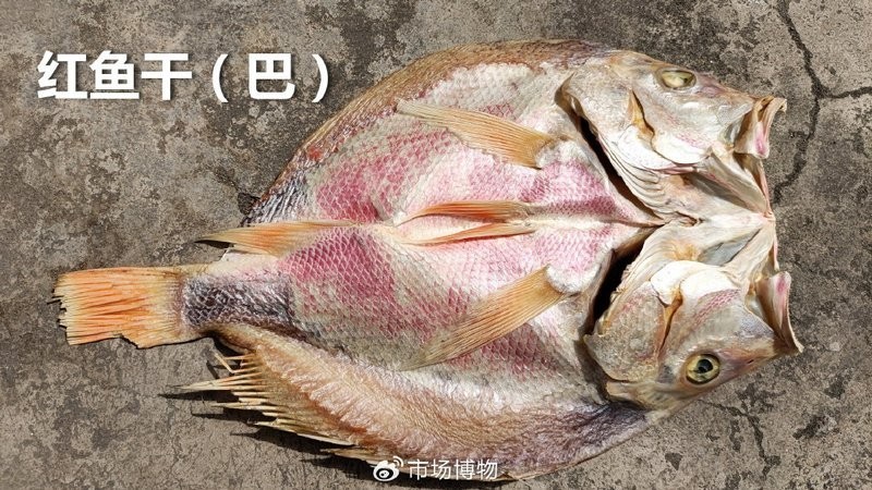 大紅魚視頻欣賞