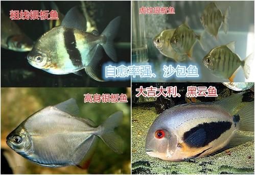 虎紋銀板魚最忌三種魚圖片