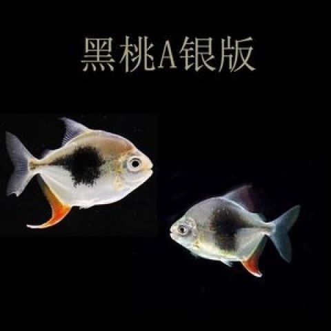 虎紋銀板魚最忌三種魚圖片