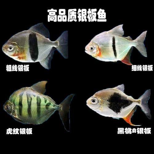 虎紋銀板魚最忌三種魚圖片