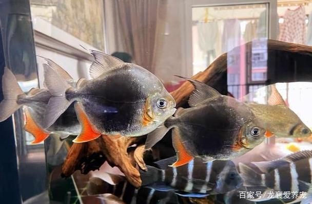 虎紋銀板魚最忌三種魚圖片