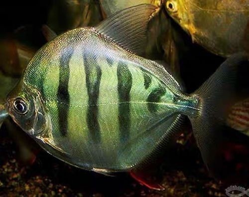 虎紋銀板魚最忌三種魚圖片