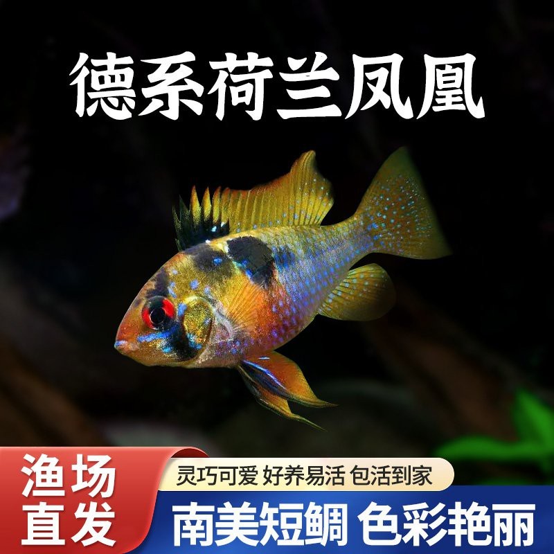 德系荷蘭鳳凰好養(yǎng)嗎