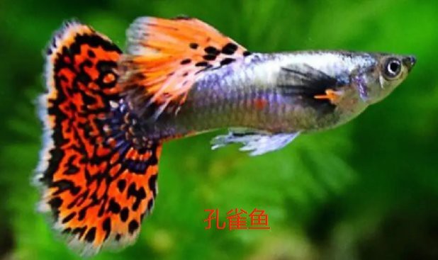 翡翠鳳凰魚混養(yǎng)