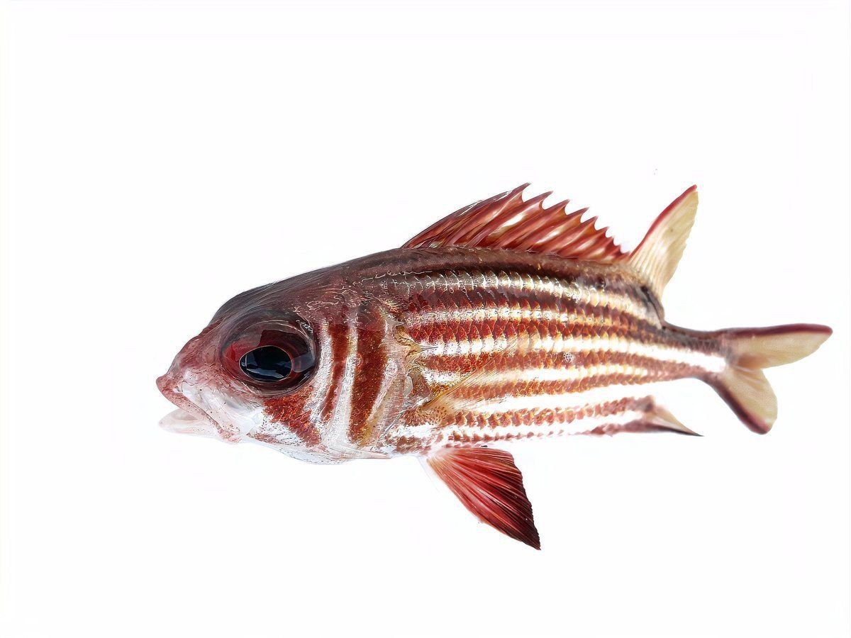 紅老虎魚為何被禁養
