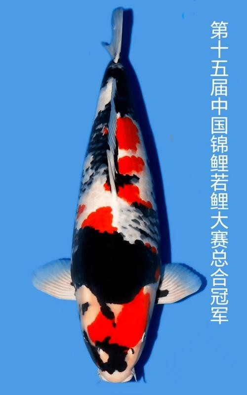 錦鯉大賽世界冠軍圖片