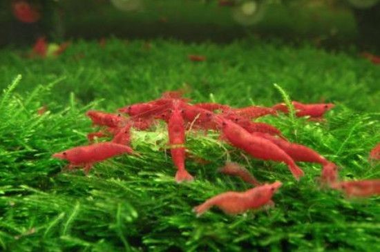 黑金沙的選購技巧：多肉植物與魚缸造景黑金沙的選購技巧黑金沙的選購技巧