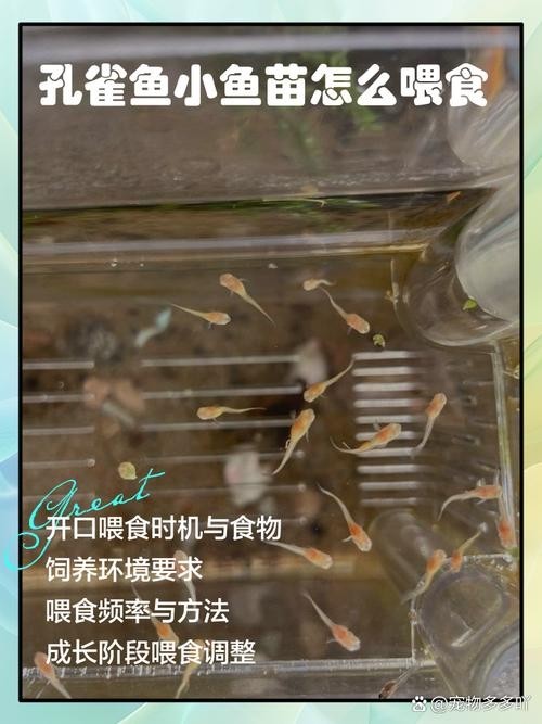 孔雀魚的價格差異大嗎？