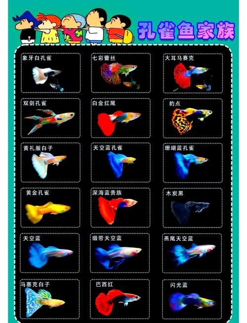 孔雀魚的價格差異大嗎？