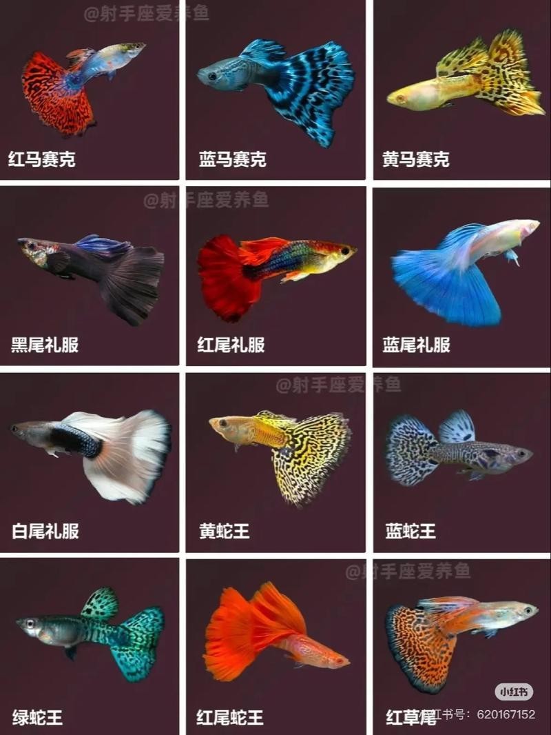 孔雀魚的價格差異大嗎？