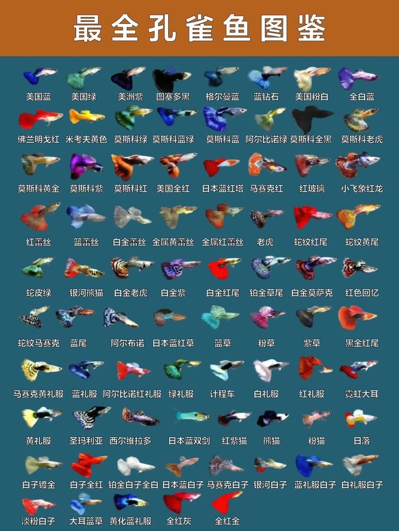 孔雀魚的價格差異大嗎？