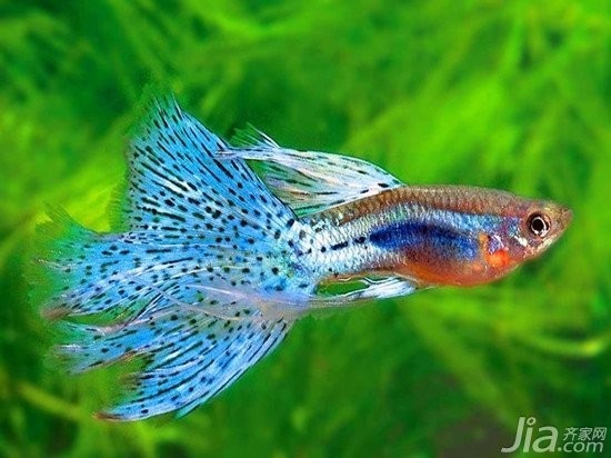 孔雀魚的價格差異大嗎？