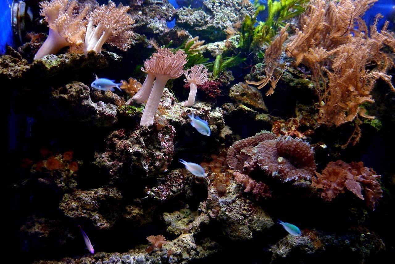 如何獲取長城杯龍魚大賽的直播視頻？
