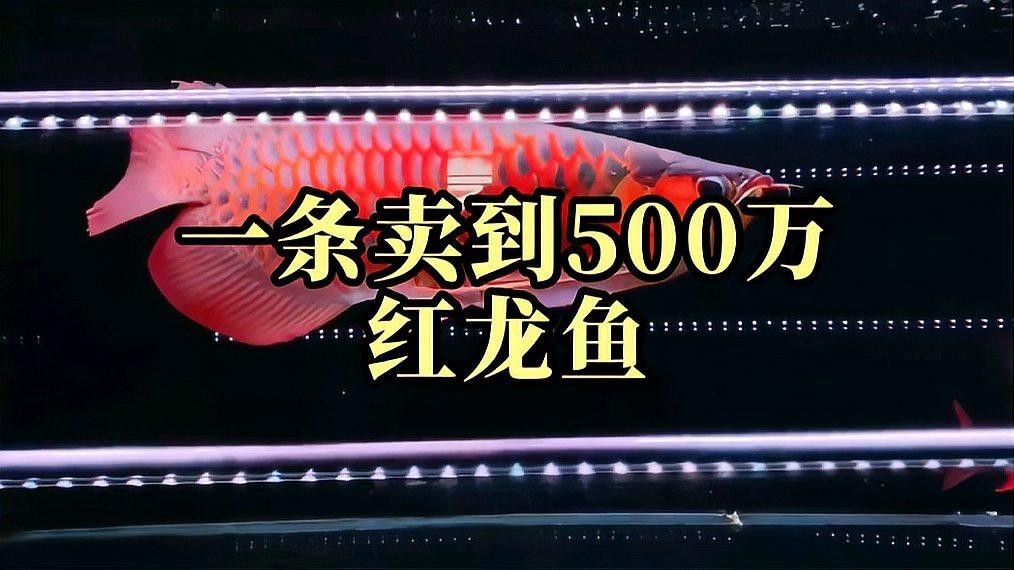 20厘米的紅龍魚價格表 2025長城杯龍魚大賽 第9張 20厘米的紅龍魚價格表 20厘米的紅龍魚價格表 2025長城杯龍魚大賽 第9張