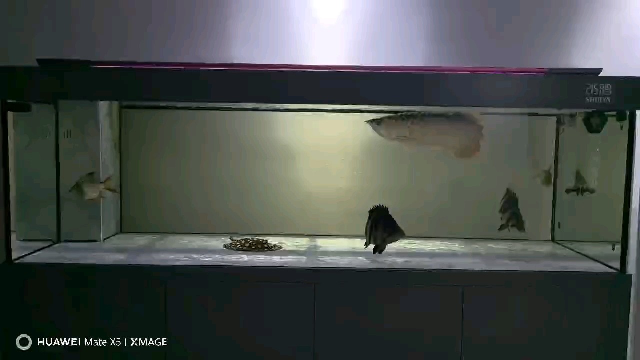 深夜曬魚