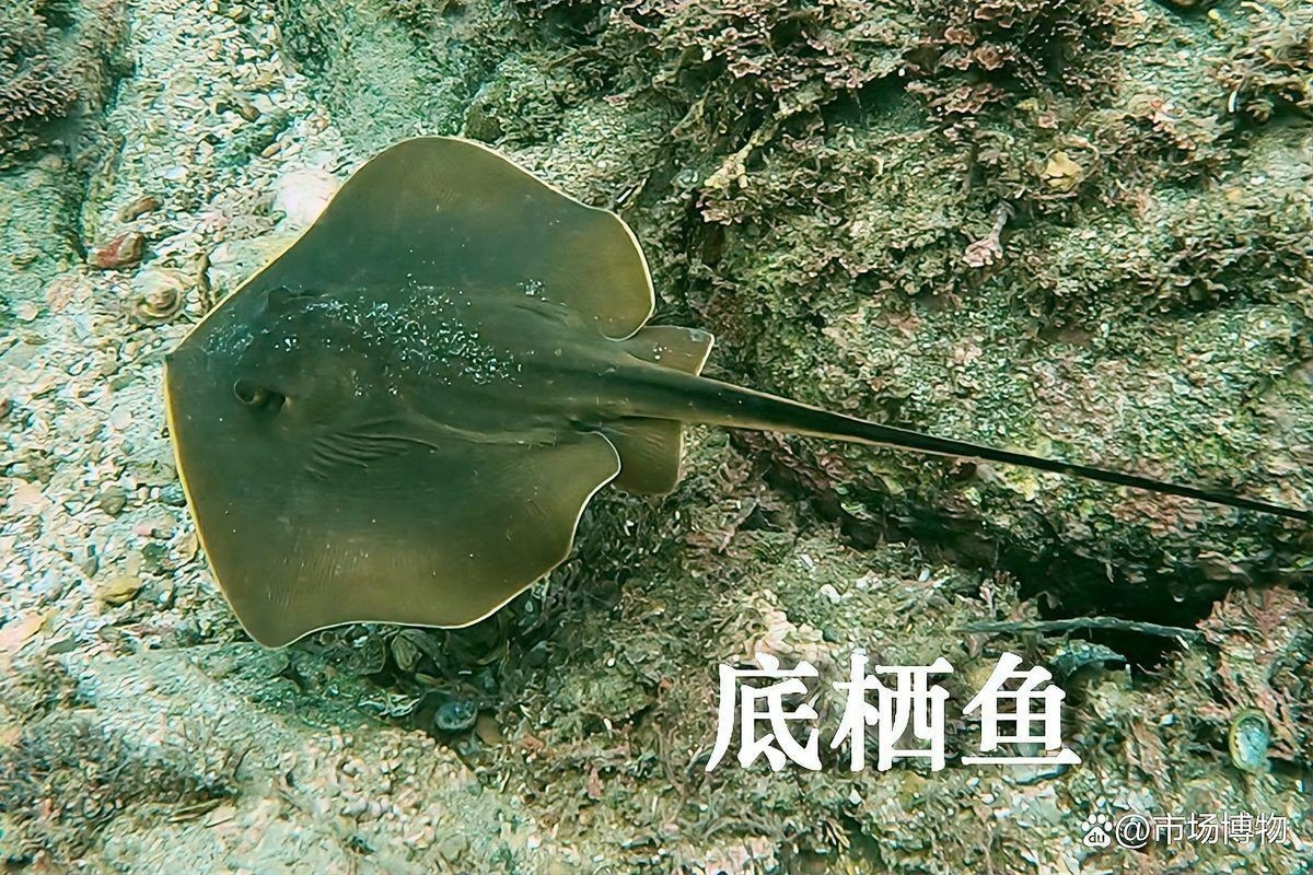 魟魚可以食用嗎