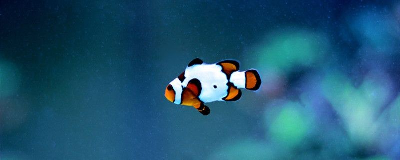 魚是不是動物這種動物有哪些特征