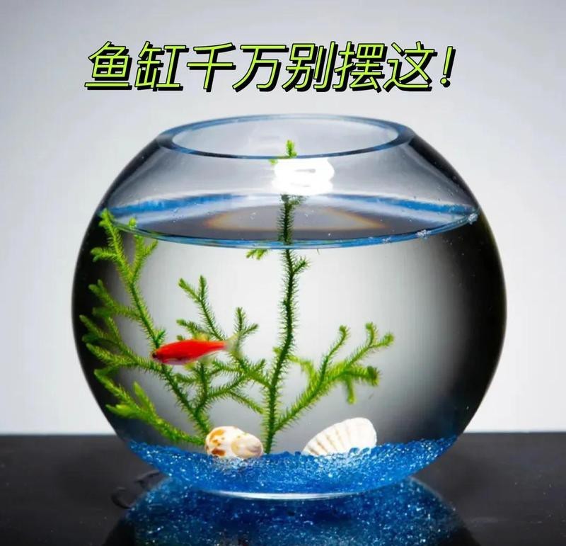 魚(yú)缸最忌三個(gè)地方