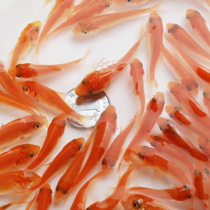 紅鯉魚的養(yǎng)殖需要注意的魚缸擺放位置等因素是什么：紅鯉魚的養(yǎng)殖技巧