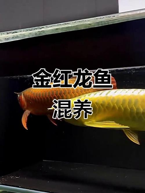 龍魚區分圖