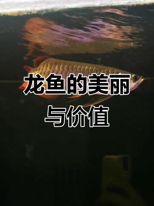 龍魚區分圖