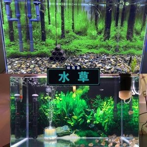 龍魚水草混養怎么養：龍魚水草混養怎么養怎么養龍魚水草混養的養護方法