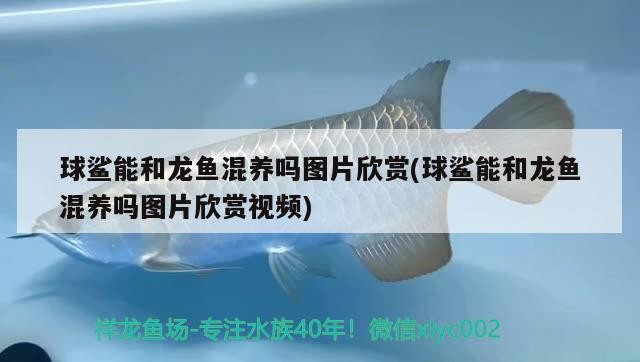 銀龍魚尾巴爛了怎么辦，金魚身上有白色小團(tuán)、絮狀，是生病了嗎，要用什么東西除掉啊