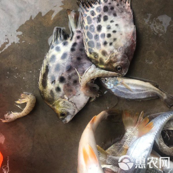 非洲金鼓魚多少錢一只
