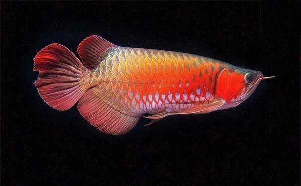 銀龍魚身上長白絮怎么回事