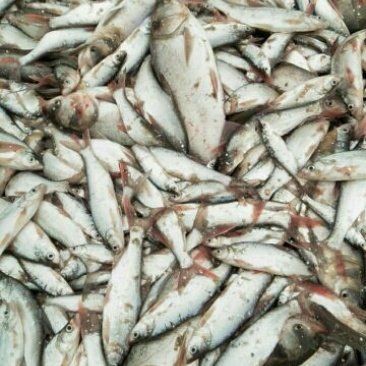 紅尾大勾魚多少錢一條