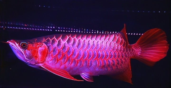 紅龍最佳配魚有什么說法