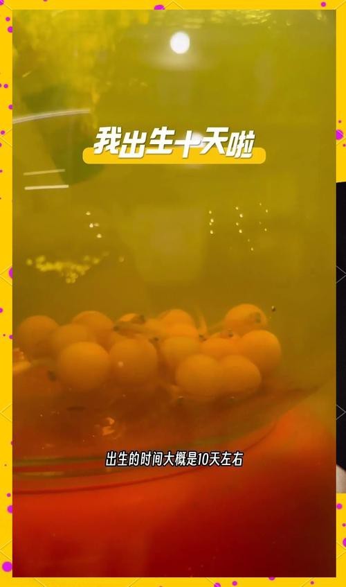 火龍魚的卵長什么樣子？圖片