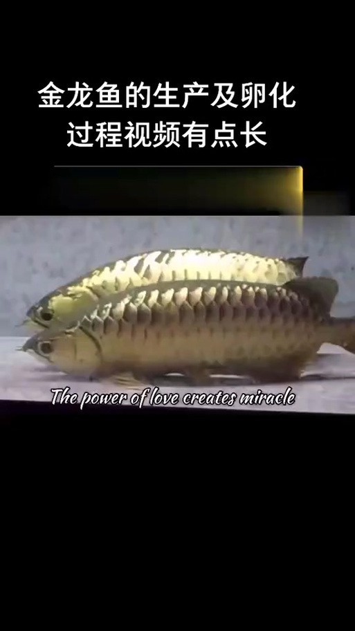 火龍魚的卵長什么樣子？圖片